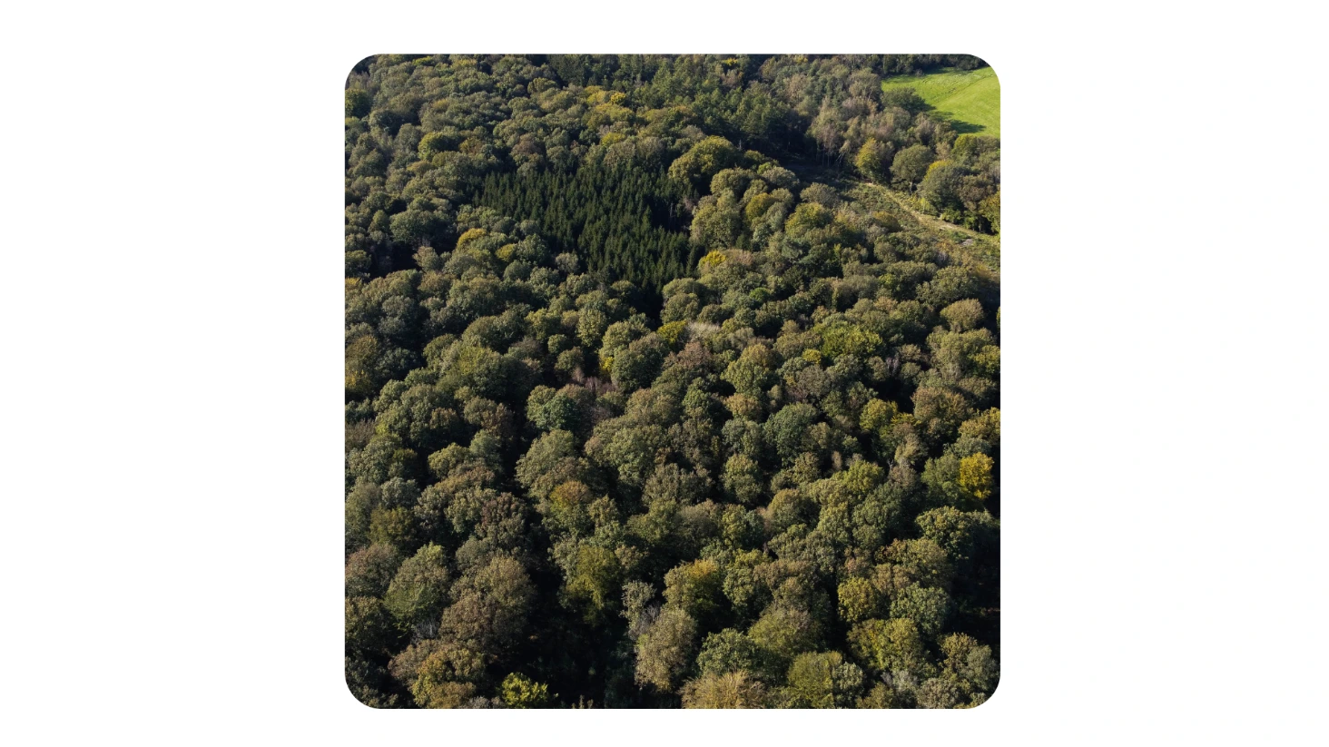 sylviculture mélangée sous couvert continu
